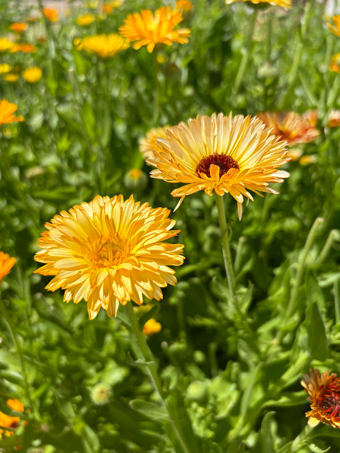 Calendula Salve