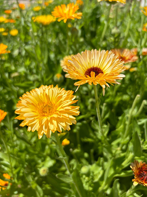 Calendula Salve